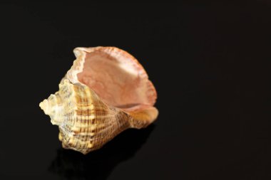 Cockleshell kabuk rapana masanın üzerine siyah ayna arka planda yansıtılır