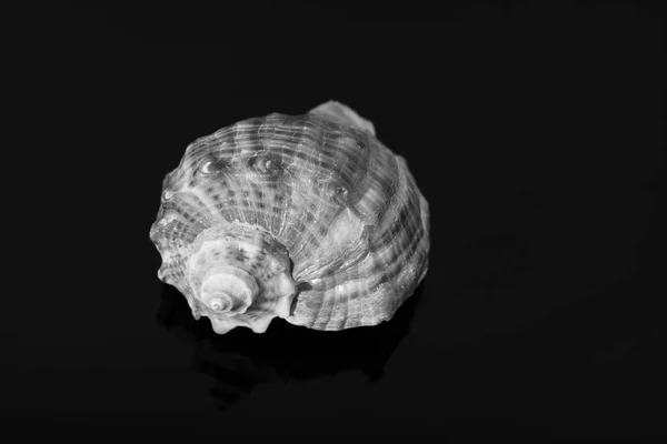 Cockleshell Shell Rapana Bordet Återspeglas Svart Spegel Bakgrund — Stockfoto