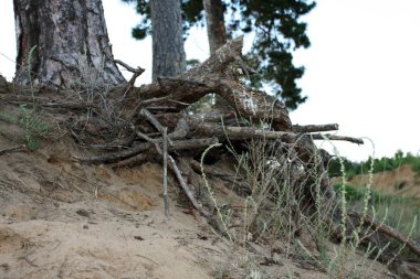Yükselen güneş ışınlarının çam ağacında dallanma kökleri