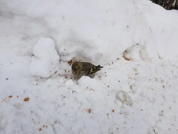 Petit Oiseau Bigarré Dans Neige Picore Grain — Photo