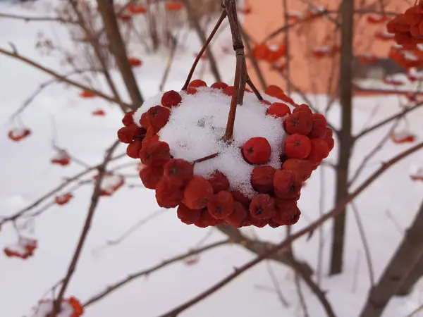 Красный Рябина Висит Ветке Снежной Шапкой — стоковое фото
