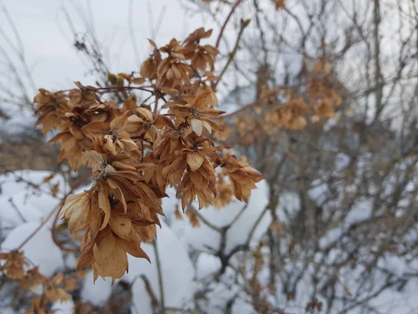 Ein Zweig Mit Trockenen Getrockneten Blättern Schnee Winter — Stockfoto
