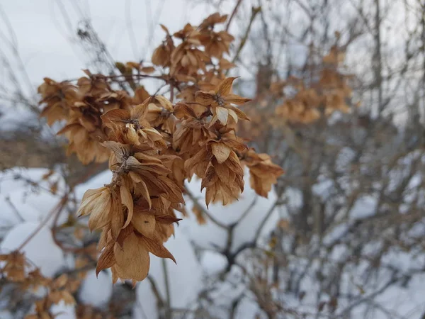 Ein Zweig Mit Trockenen Getrockneten Blättern Schnee Winter — Stockfoto
