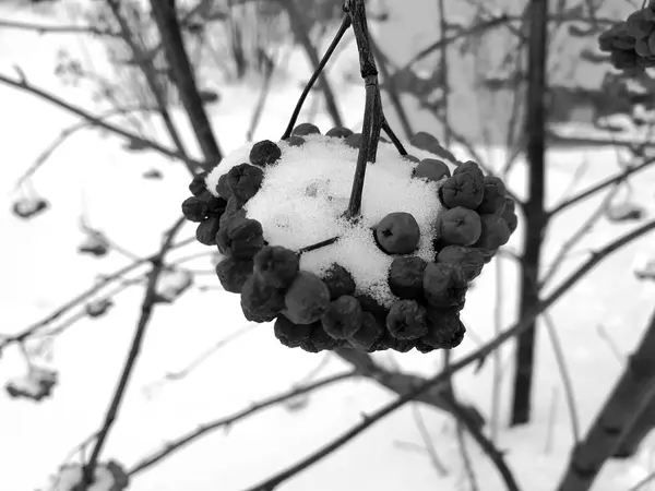 Rote Eberesche Hängt Mit Einem Hut Aus Schnee Einem Ast — Stockfoto