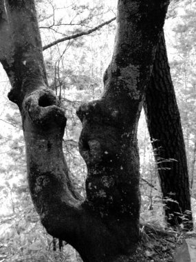 yosun ve Karpatlar ormanında kırık huş ağacı