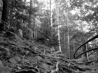 yosun ve Karpatlar ormanında kırık huş ağacı