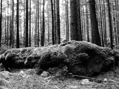 güzel yeşil orman ve Karpatlar yosun