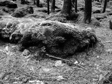 güzel yeşil orman ve Karpatlar yosun