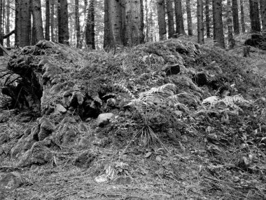 güzel yeşil orman ve Karpatlar yosun