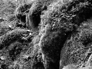 taş Karpatlar ormanında güzel yeşil yosun