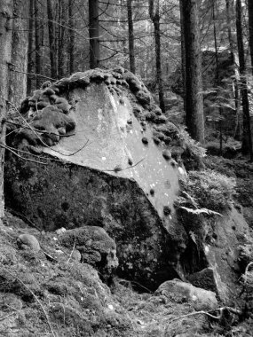 güzel taş Karpatlar ormanda yosun kaplı