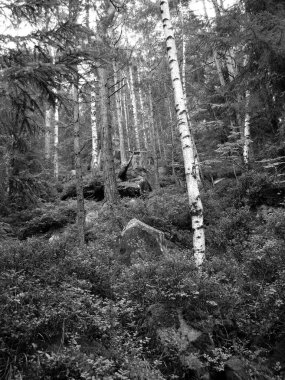 Karpatlar ormanında yolda büyük bir taş