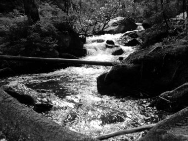 Dağ dere Goverla eteklerinde, Karpatlar yeşil ormanda yosun taşlarla arasında