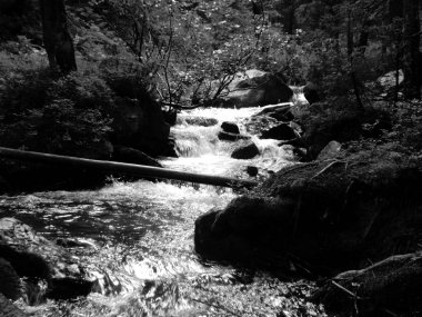 Dağ dere Goverla eteklerinde, Karpatlar yeşil ormanda yosun taşlarla arasında