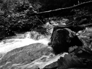 Dağ dere Goverla eteklerinde, Karpatlar yeşil ormanda yosun taşlarla arasında