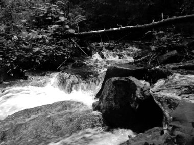 Dağ dere Goverla eteklerinde, Karpatlar yeşil ormanda yosun taşlarla arasında