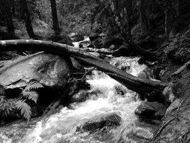 Dağ dere Goverla eteklerinde, Karpatlar yeşil ormanda yosun taşlarla arasında