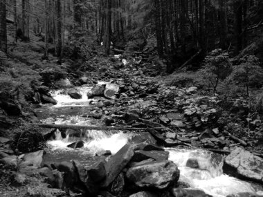 Dağ dere Goverla eteklerinde, Karpatlar yeşil ormanda yosun taşlarla arasında