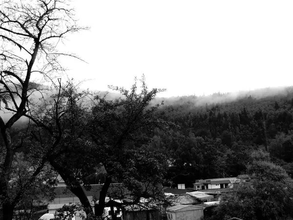 Los Cárpatos Niebla Las Montañas Verde —  Fotos de Stock