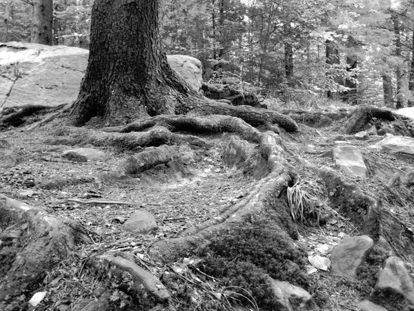 Yosun Karpatlar Ormanında Kırık Huş Ağacı — Stok fotoğraf