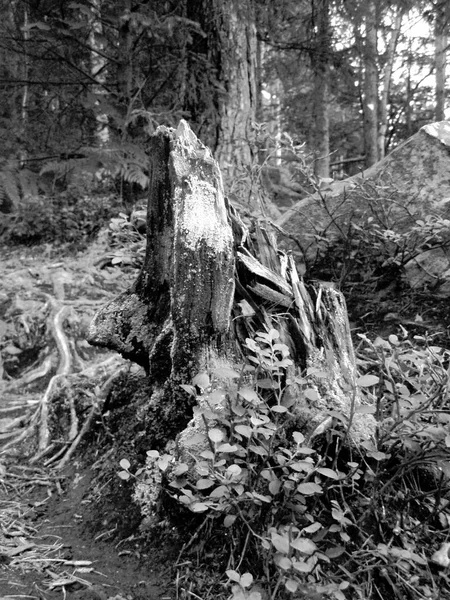 Βρύα Και Σπασμένα Σημύδας Ένα Δάσος Στα Καρπάθια — Φωτογραφία Αρχείου