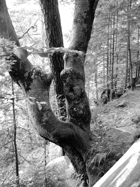 Muschio Rotto Betulla Una Foresta Nei Carpazi — Foto Stock