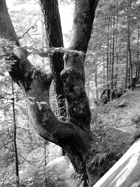 Yosun Karpatlar Ormanında Kırık Huş Ağacı — Stok fotoğraf