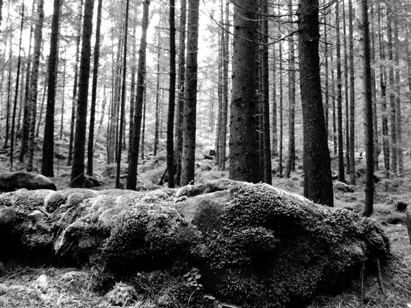 Wunderschöner Grüner Wald Und Moos Den Karpaten — Stockfoto