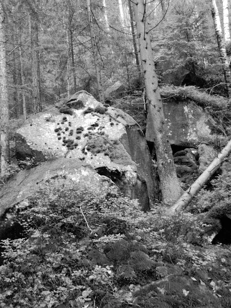 Karpatlar Ormanında Yolda Büyük Bir Taş — Stok fotoğraf