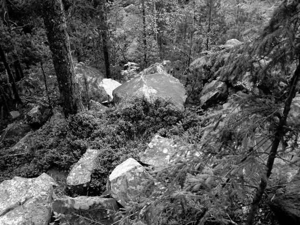 Pedra Enorme Spruce Caminho Floresta Nos Cárpatos — Fotografia de Stock