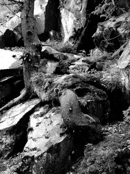 Τεράστια Πέτρα Και Έλατο Στο Μονοπάτι Στο Δάσος Στα Καρπάθια — Φωτογραφία Αρχείου