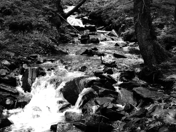 Corrente Montanha Entre Pedras Com Musgo Floresta Verde Nos Cárpatos — Fotografia de Stock