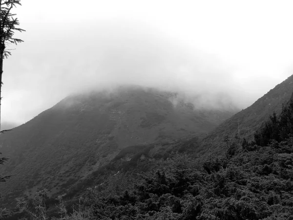 Berge Und Grüne Hügel Nebel Auf Dem Gipfel Des Hoverla — Stockfoto