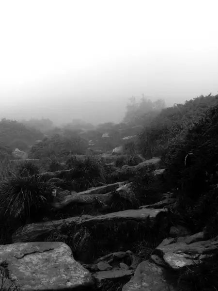 Montagne Verdi Colline Nella Nebbia Sulla Cima Hoverla Nei Carpazi — Foto Stock