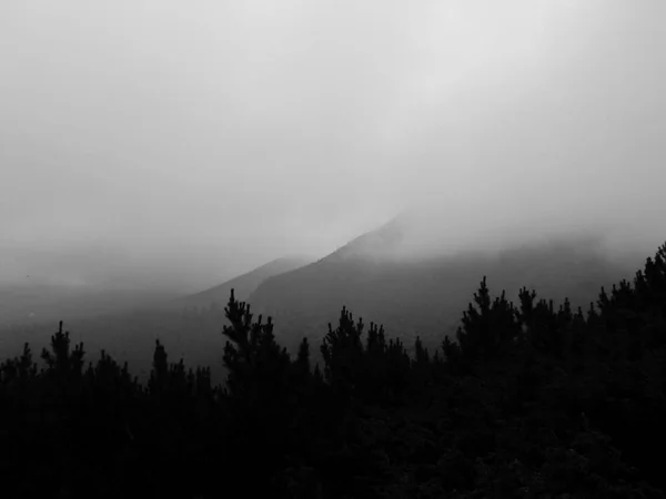 Berge Und Grüne Hügel Nebel Auf Dem Gipfel Des Hoverla — Stockfoto