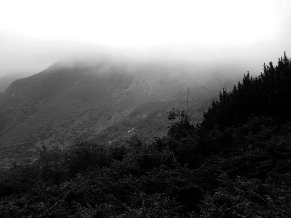 Dağlar Karpatlar Hoverla Üst Kısmında Siste Yeşil Tepeler — Stok fotoğraf