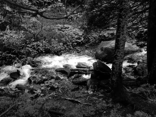 Dağ Dere Goverla Eteklerinde Karpatlar Yeşil Ormanda Yosun Taşlarla Arasında — Stok fotoğraf