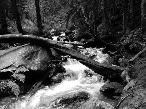 Ruisseau Montagne Parmi Les Pierres Avec Mousse Dans Forêt Verte — Photo