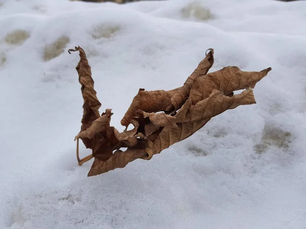 冬天雪中有干叶的树枝 — 图库照片