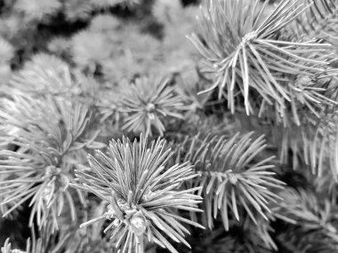 Ladin - kışın karda Ladin ve çam dalı