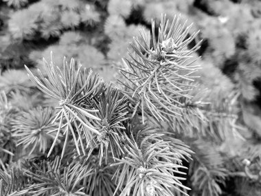 Ladin - kışın karda Ladin ve çam dalı