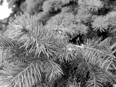 Ladin - kışın karda Ladin ve çam dalı