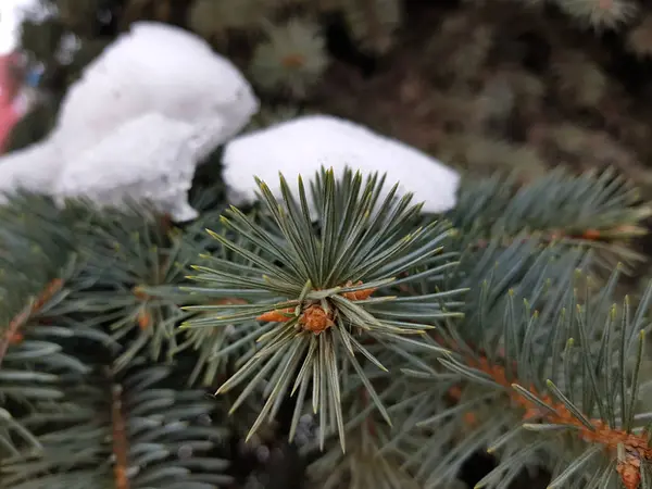 Gran Gran Och Tall Gren Snön Vinter — Stockfoto