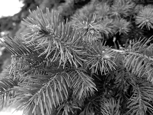 Spruce Spruce Pine Branch Snow Winter — Stock Photo, Image