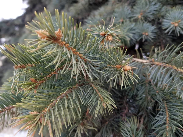 Spruce Spruce Pine Branch Snow Winter — Stock Photo, Image