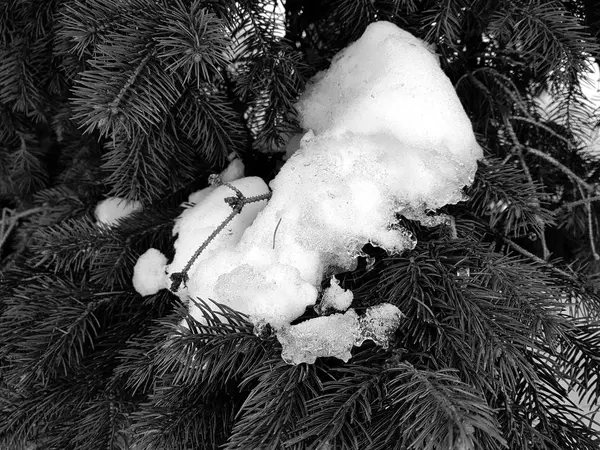 Świerk Świerk Sosna Oddział Śniegu Zimie — Zdjęcie stockowe