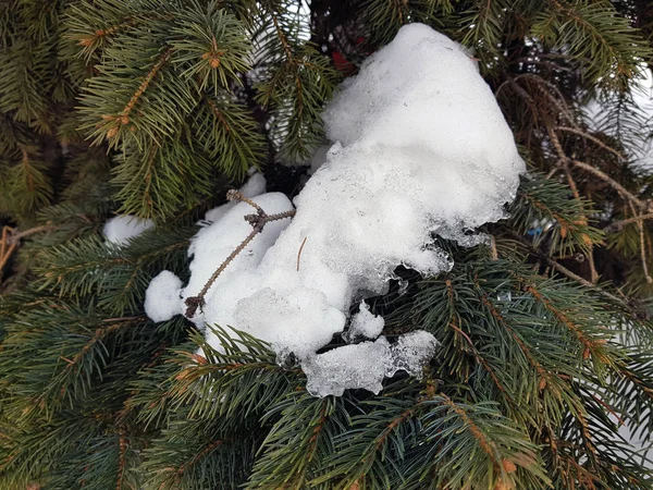 Ялина Ялина Соснова Гілка Снігу Взимку — стокове фото