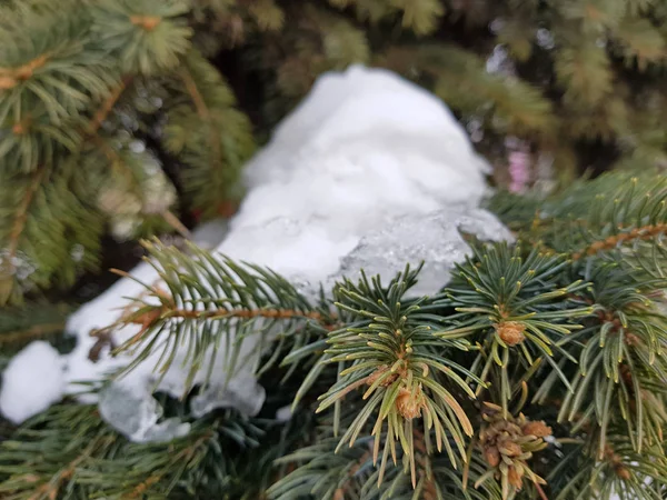 Smrk Smrkové Borové Větve Sněhu Zimě — Stock fotografie