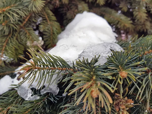 Jedle a borovice větev ve sněhu — Stock fotografie