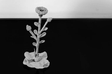 Bir güzel hamuru çiçek standları ve bir siyah ayna yüzey yansıyan